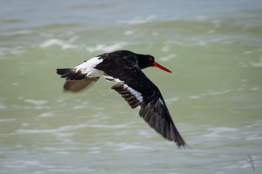 Pied Oystercatcher