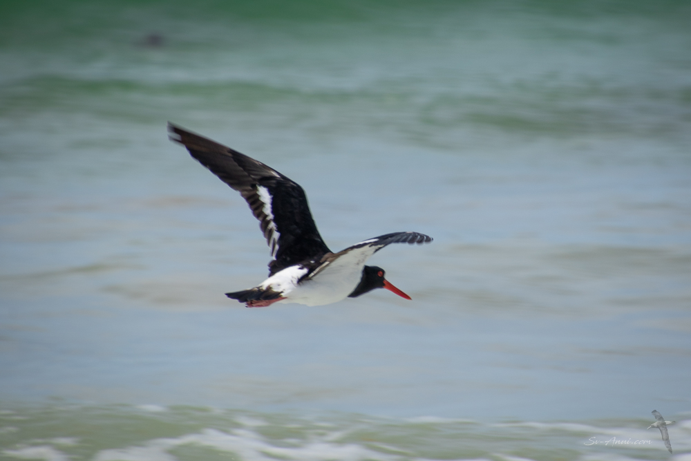 Pied Oystercatcher