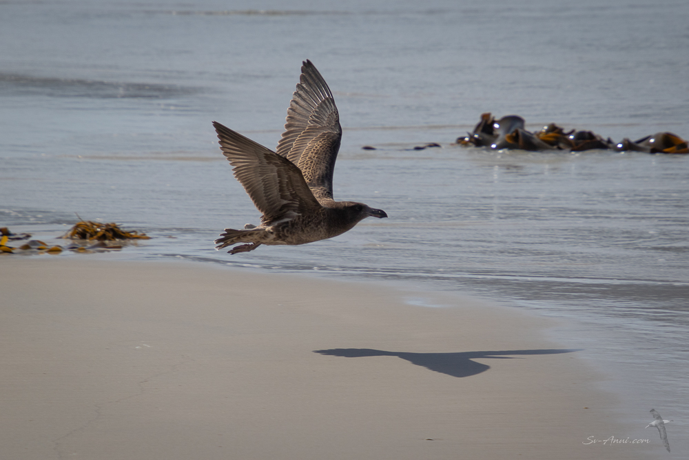 Immature Pacific Gull