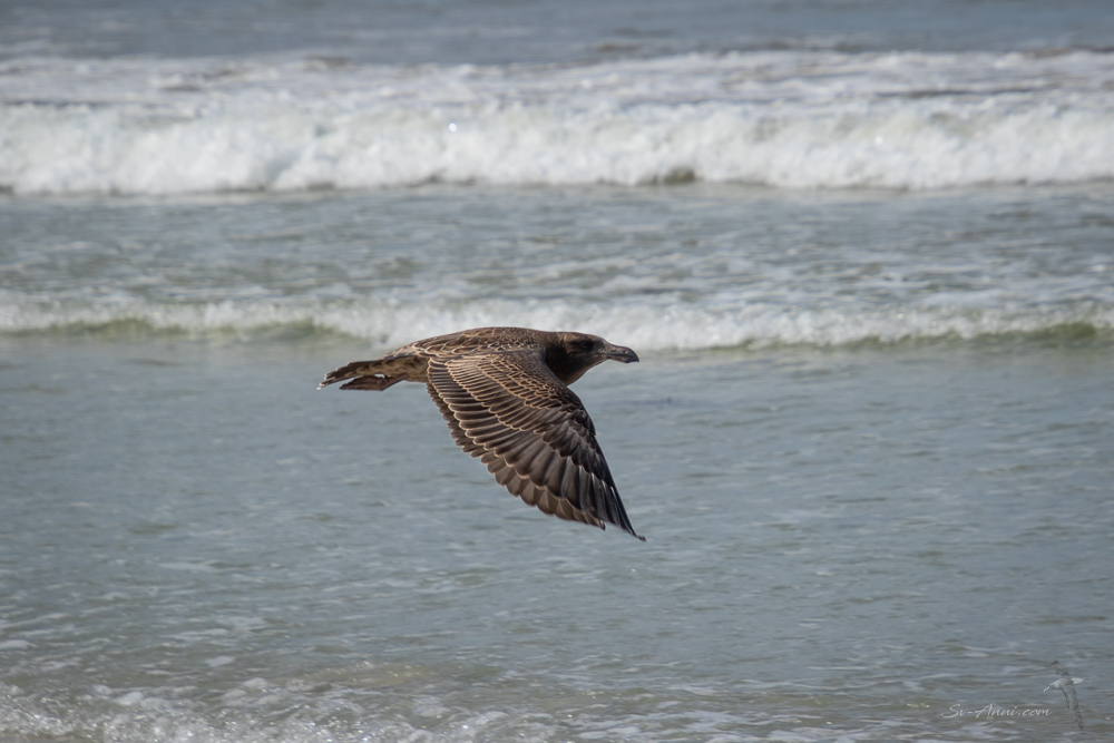 Immature Pacific Gull
