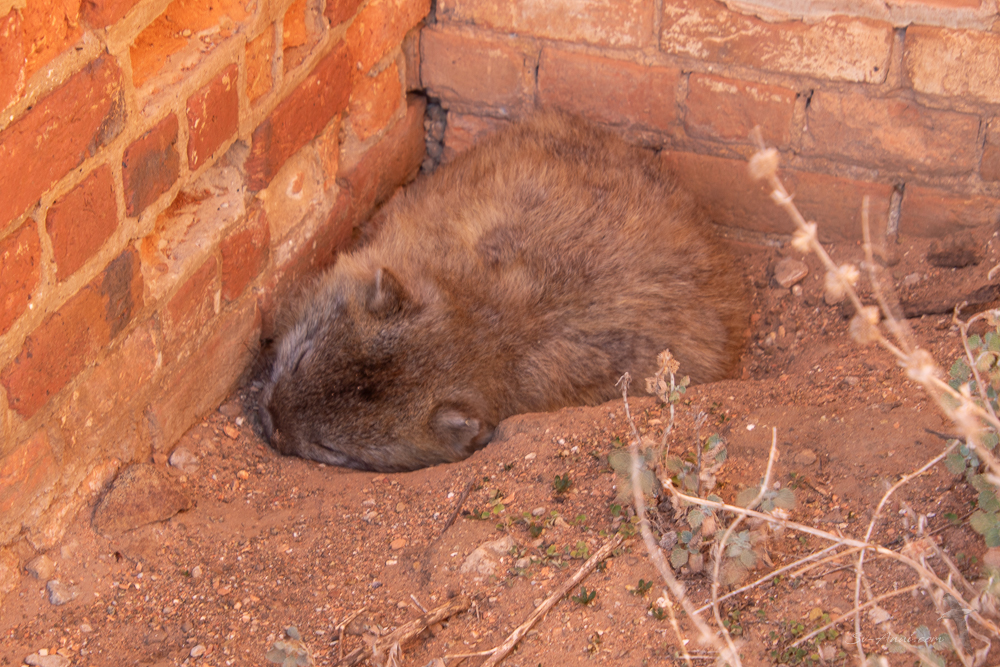 Wombat