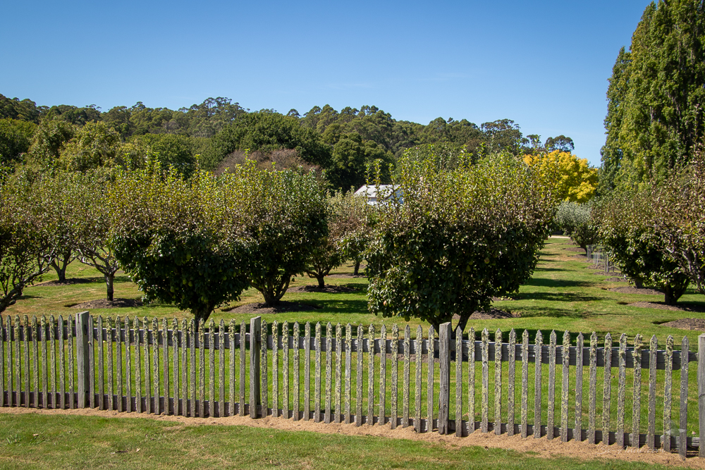 Heritage Orchard at Port Arthur
