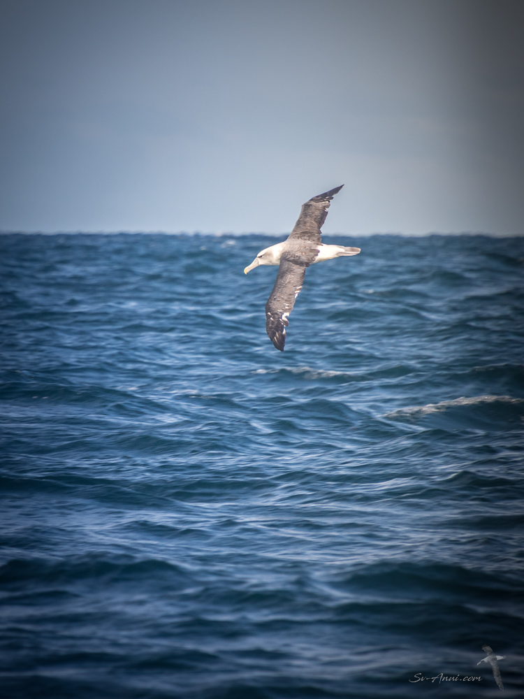 Dolphins at our bows