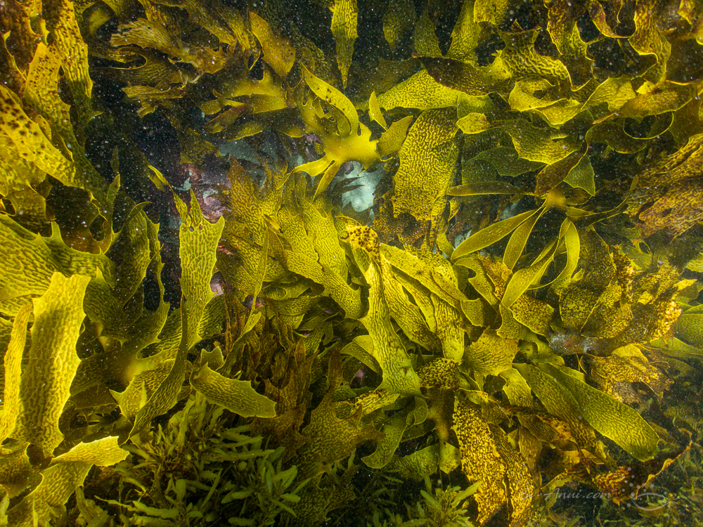 Golden Kelp at Broughton Island