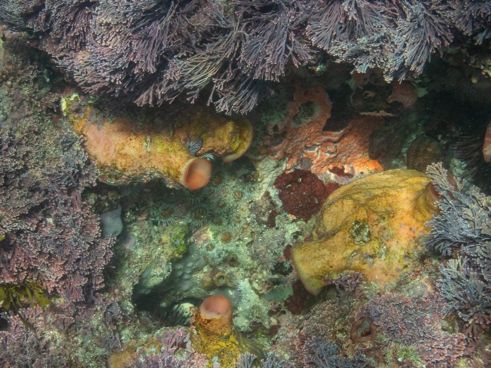 Tunicates at Broughton Island
