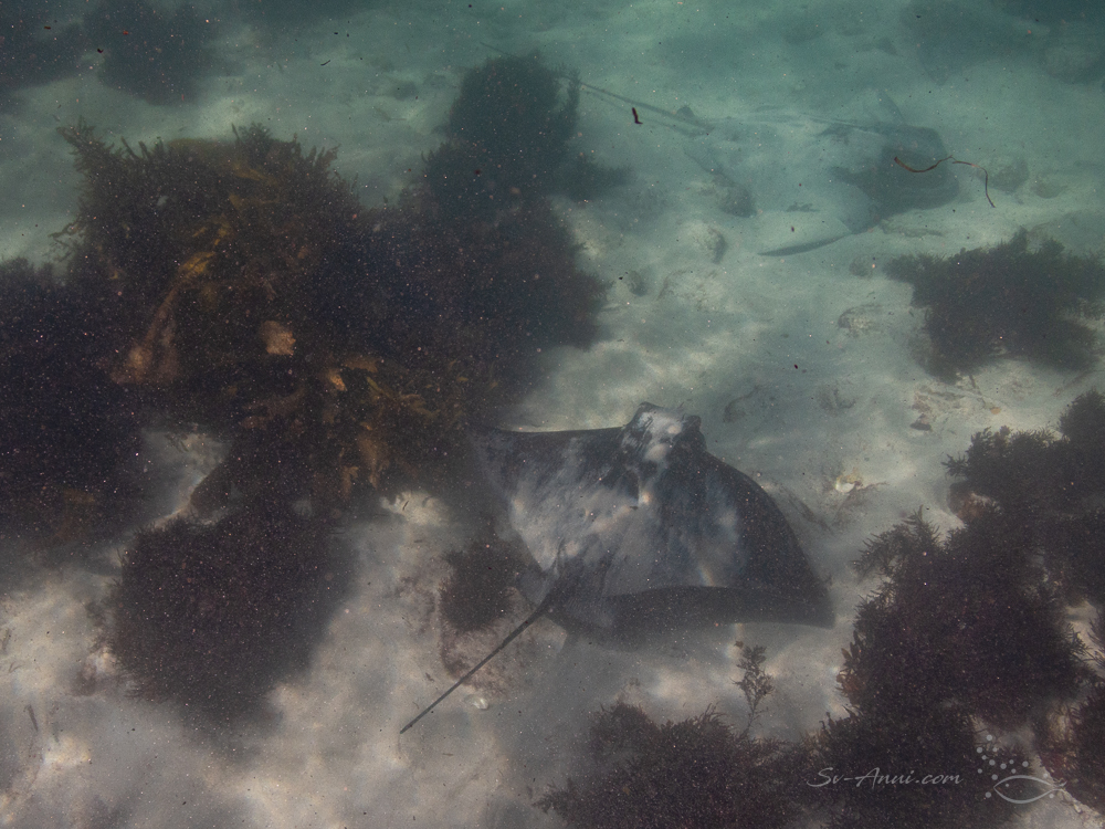 Bat Stingrays at Broughton Island