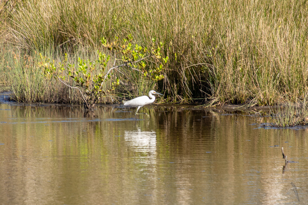 Egret