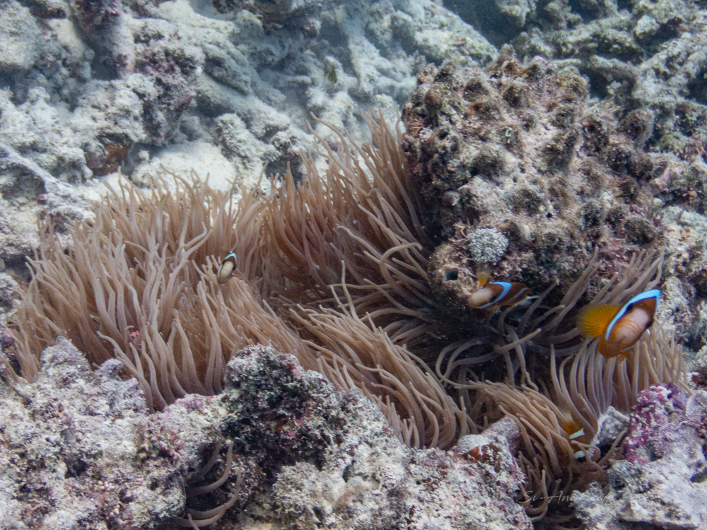 Orangefin Anemonefish at Horseshoe Reef