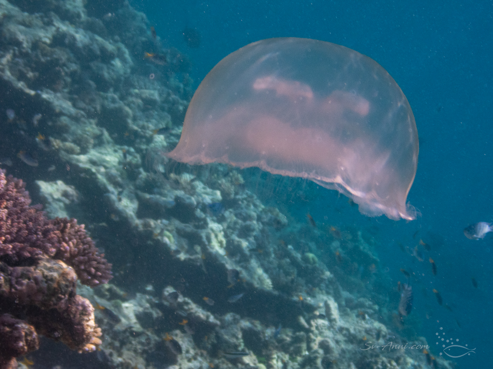 Moon Jellyfish at Horseshoe Reef