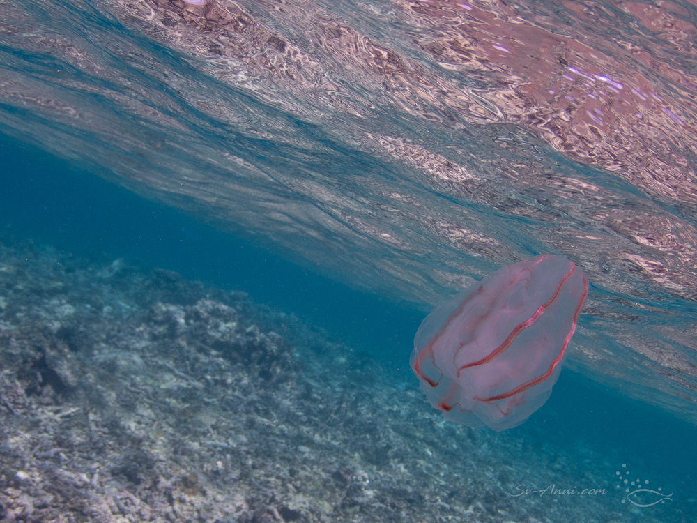 Ctenophore at Horseshoe Reef