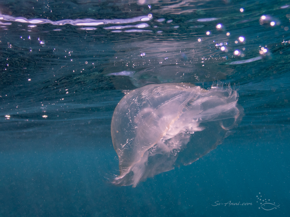 Moon Jellyfish at Horseshoe Reef