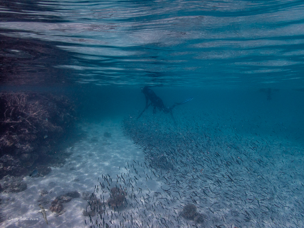 Spear patrol at Merv Reef