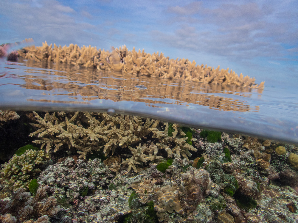 Split shot at Merv Reef
