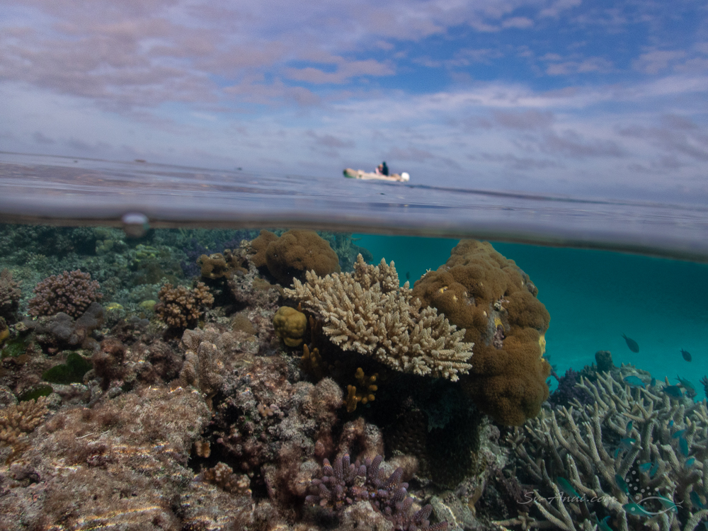 Split shot at Merv Reef