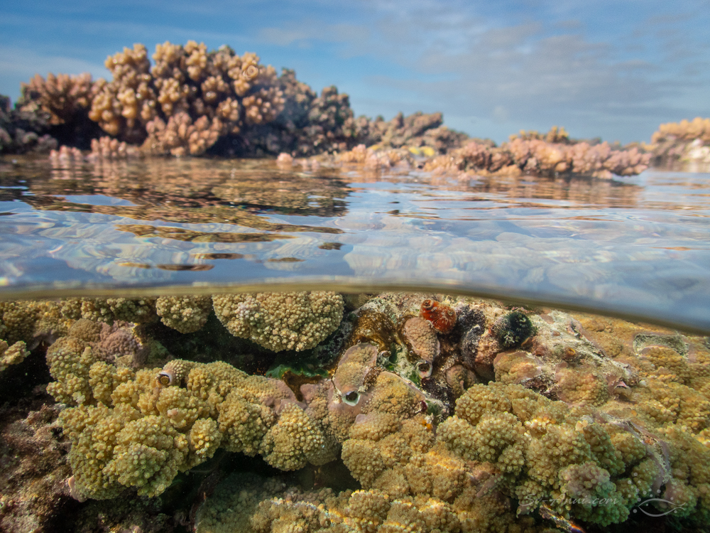 Split shot at Merv Reef