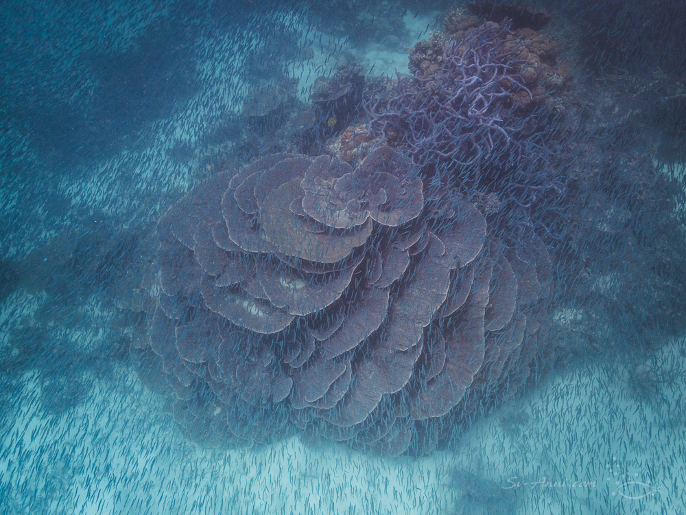 Bait ball over Montipora at Surprise Reef