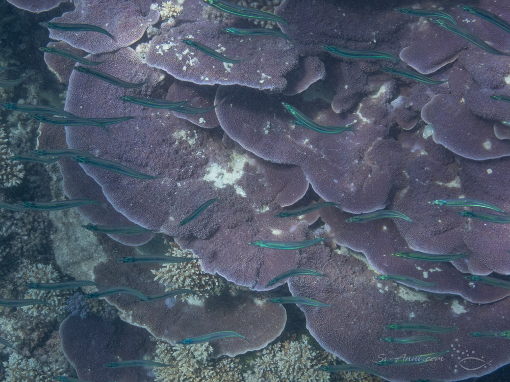 Bait fish over Montipora