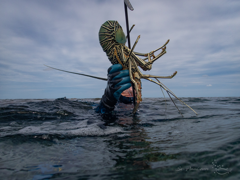 Painted Cray at Surprise Reef