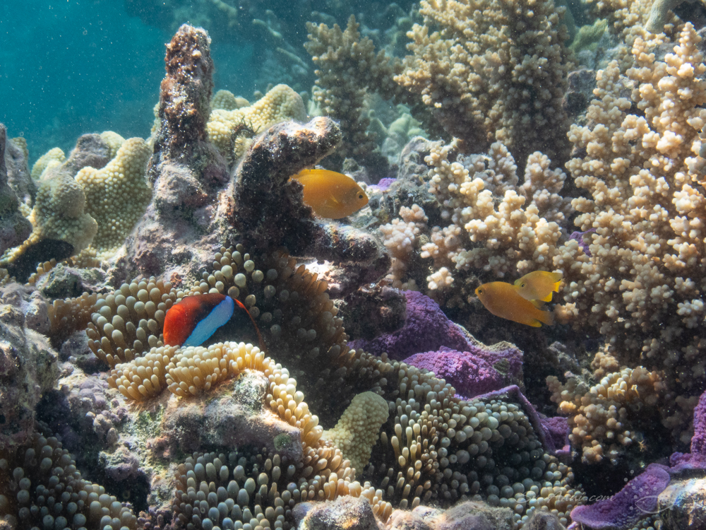 Surprise Reef marine life