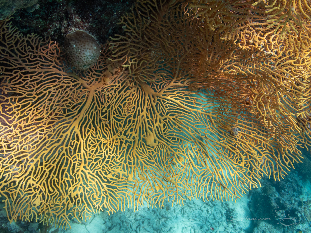 Gorgonian Fan