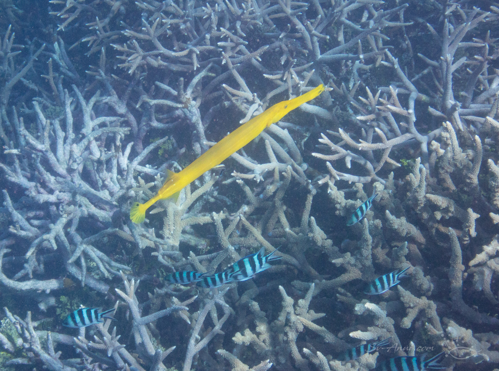 Heron Reef Marine life