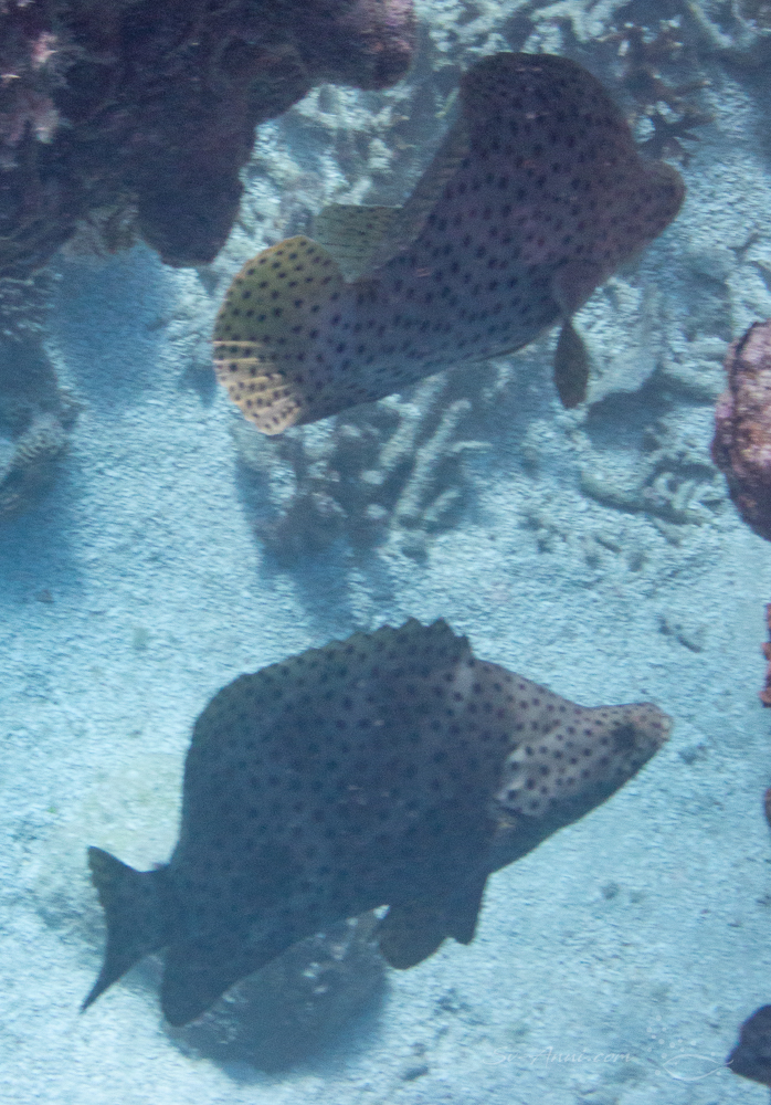 Barramundi Cod at Heron Reef
