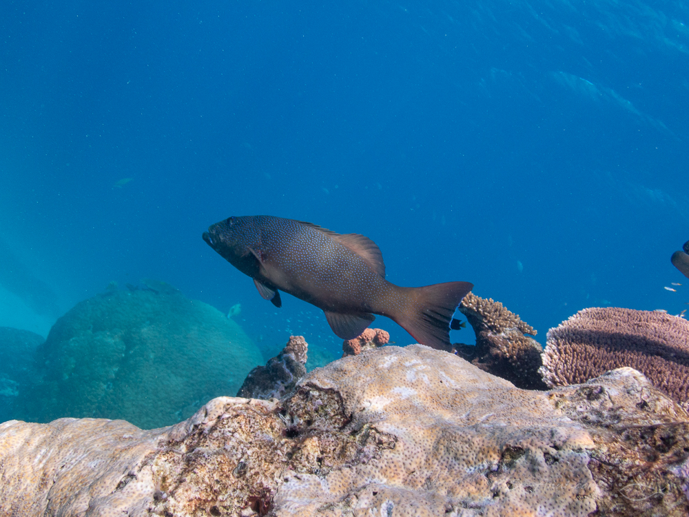 Coral Trout at Heron Reef
