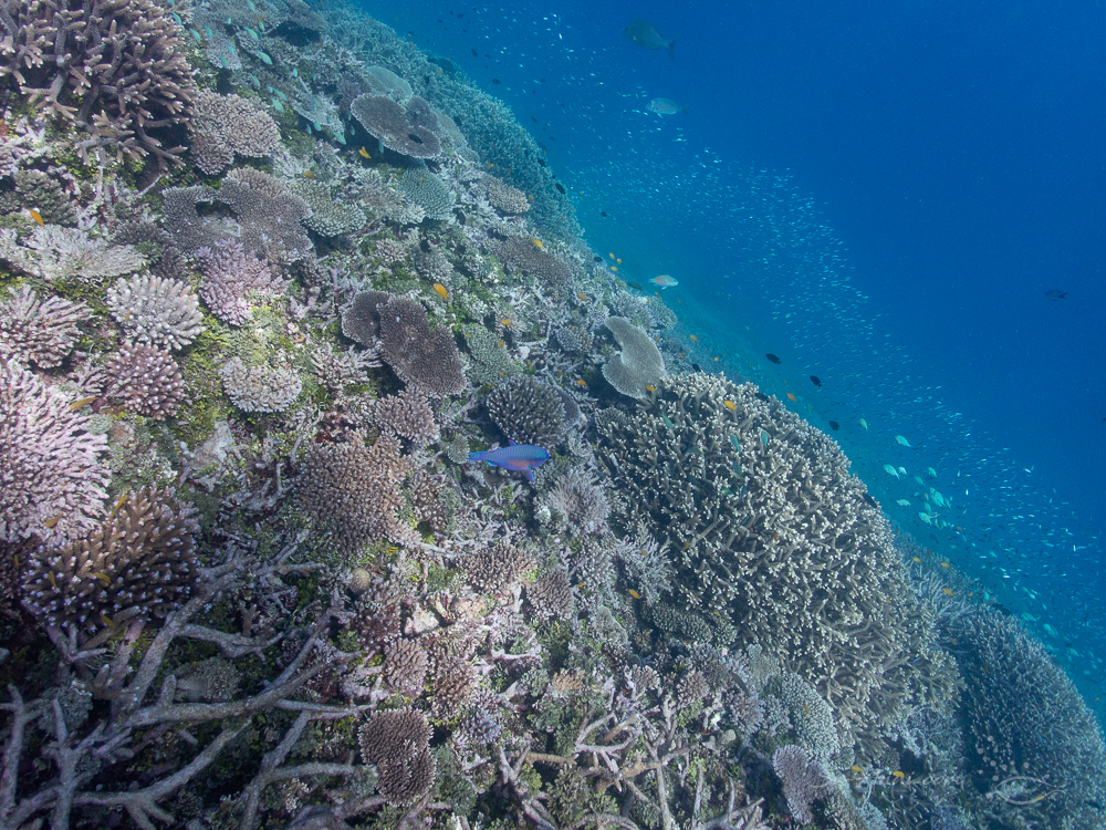 Heron Reef