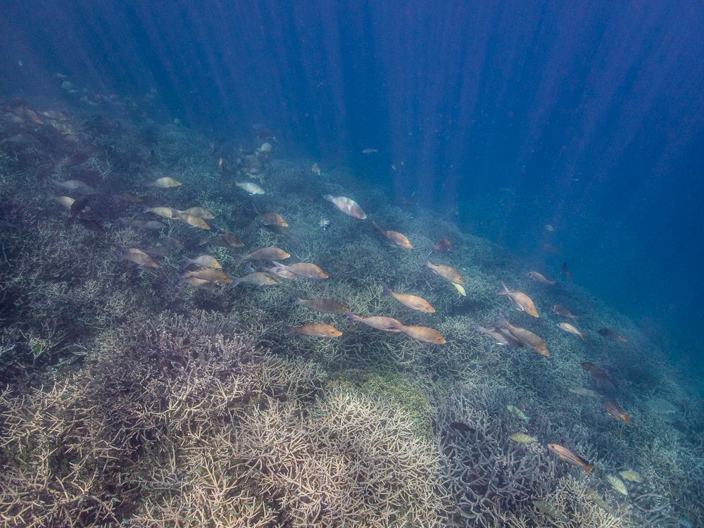 Emperors at Heron Reef