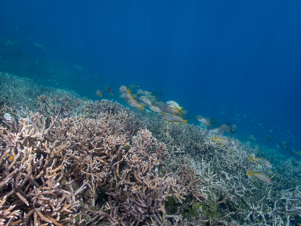 Emperors at Heron Reef