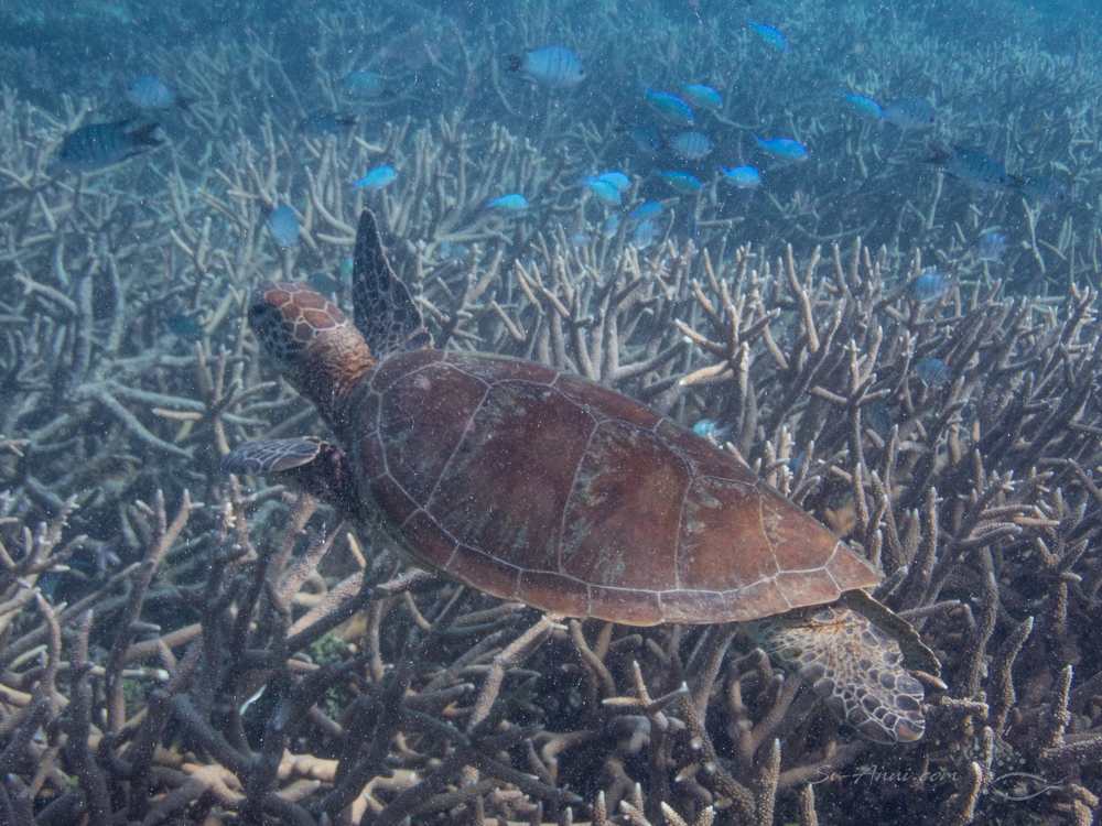 Green Sea Turtle at Heron Reef