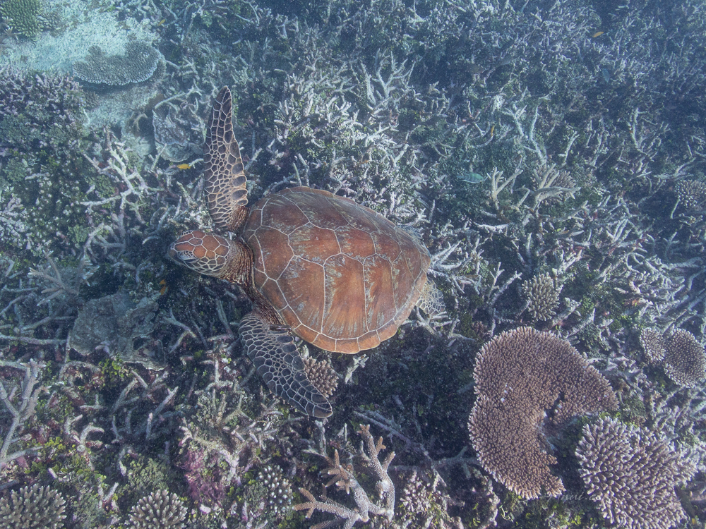 Green Sea Turtle at Heron Reef