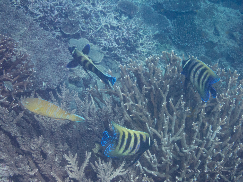 Sixband Angelfish at Heron Reef