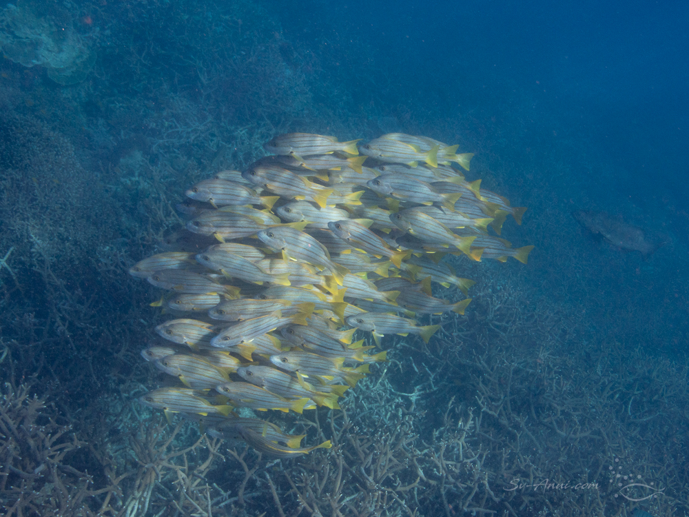 Ball of Stripey Snappers at Heron Reef