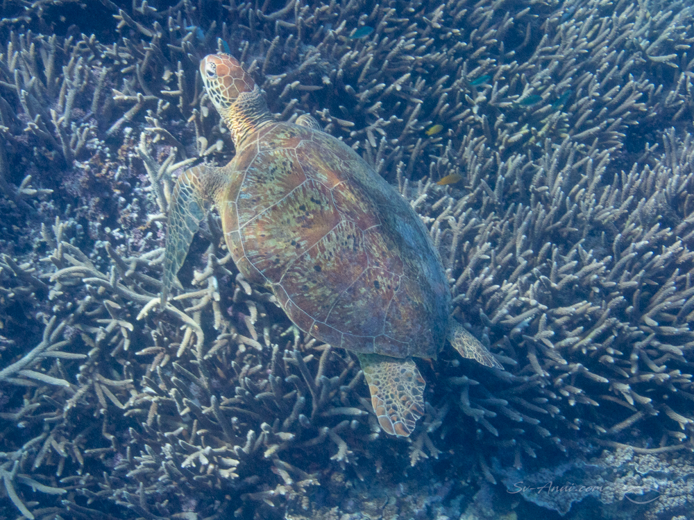 Green Sea Turtle at Lady Elliot