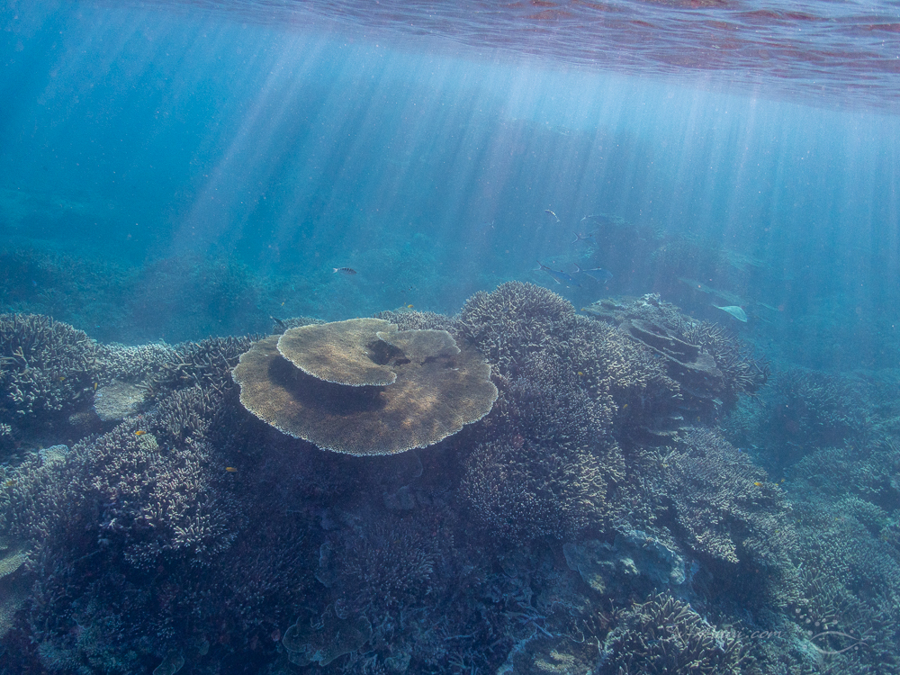Seascape at Lady Elliot