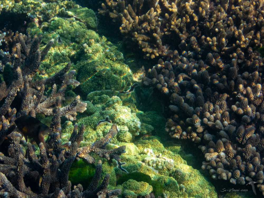 Corals at Lady Elliot