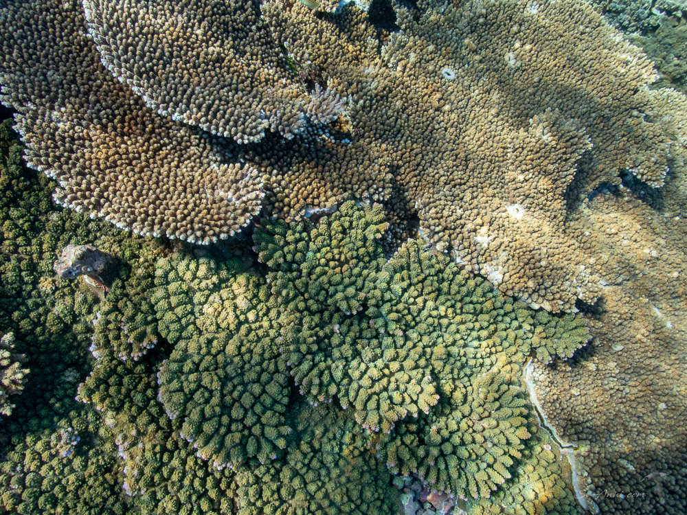 Corals at Lady Elliot