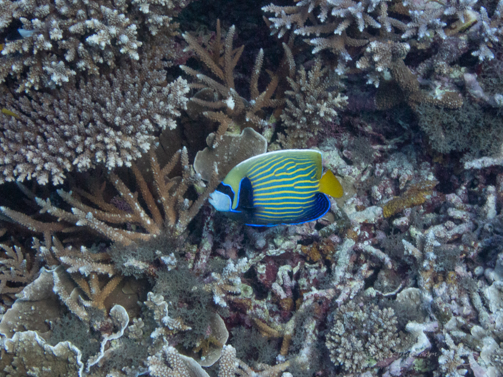 Emperor Angelfish at Lady Elliot