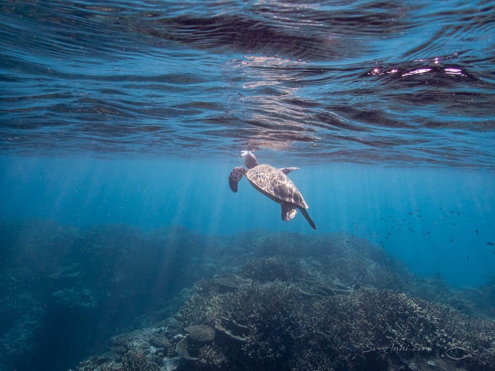Green Sea Turtle at Lady Elliot