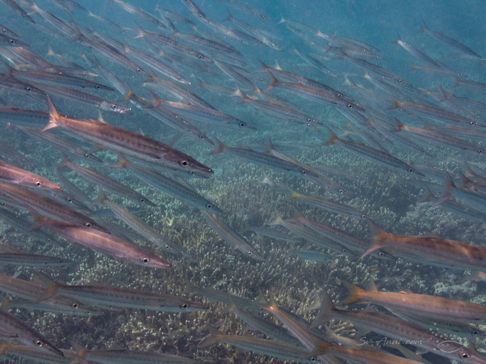 School of Barracudas at Lady Elliot
