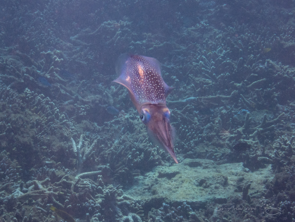 Squid at Lady Elliot