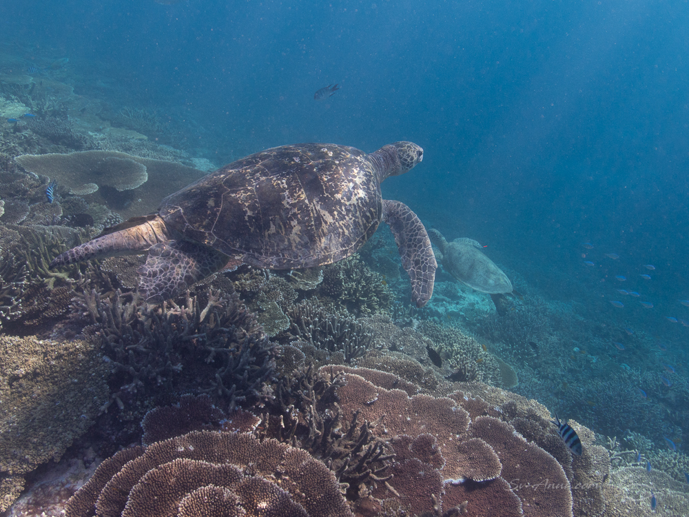 Green Sea Turtle at Lady Elliot