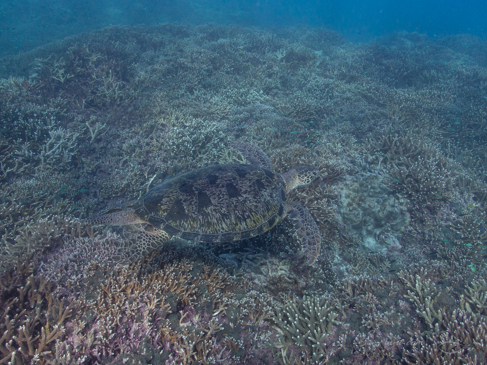 Green Sea Turtle at Lady Elliot