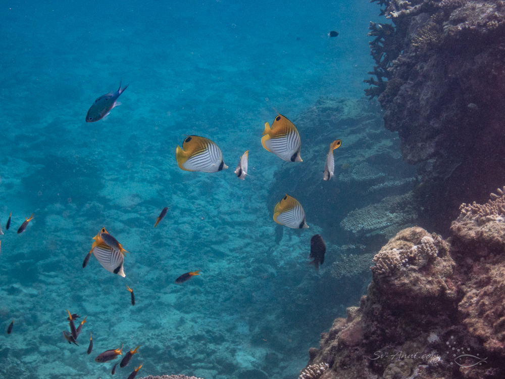 Threadfin Butterflyfish at Lady Elliot