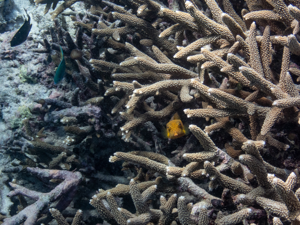 Yellow Boxfish at Lady Musgrave