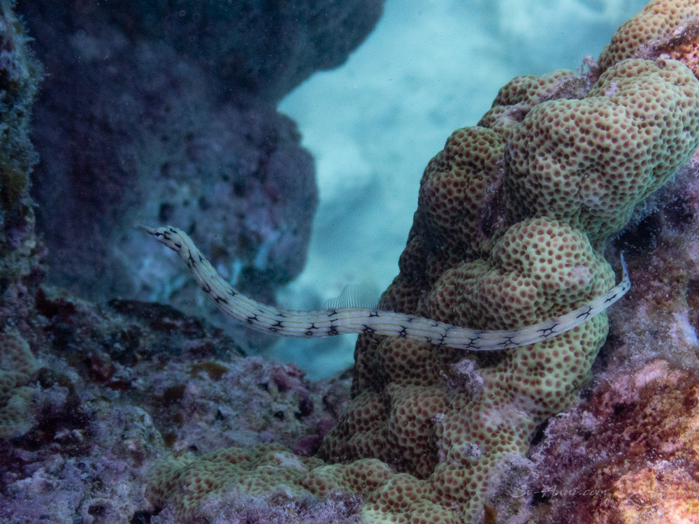 Reeftop Filefish at Lady Musgrave
