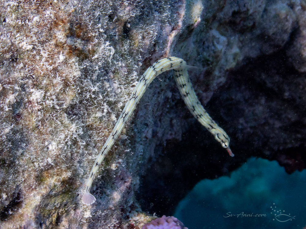 Reeftop Filefish at Lady Musgrave