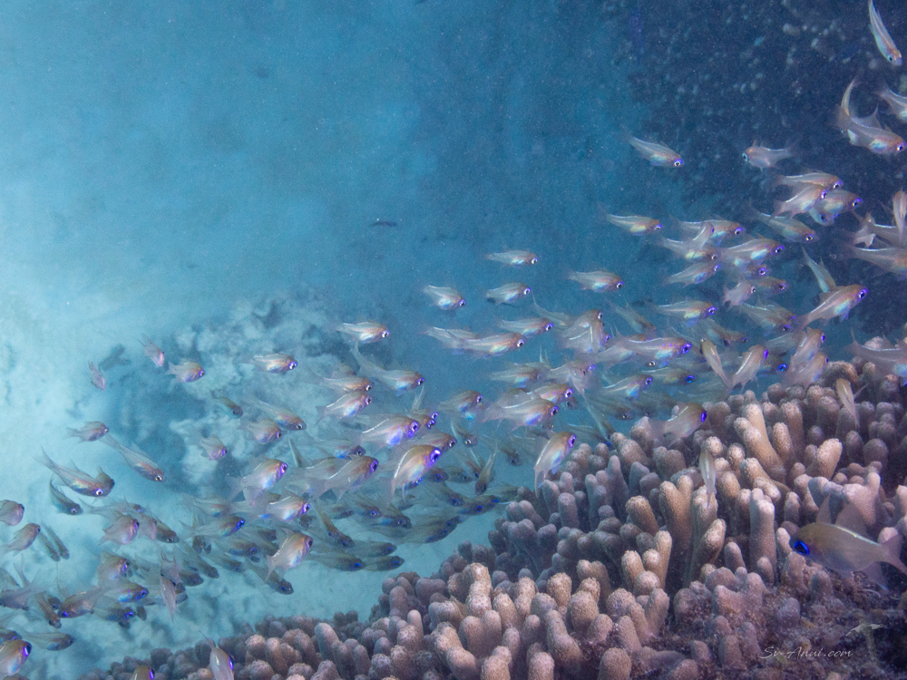 School of Pacific Blue Eyes at Lady Musgrave