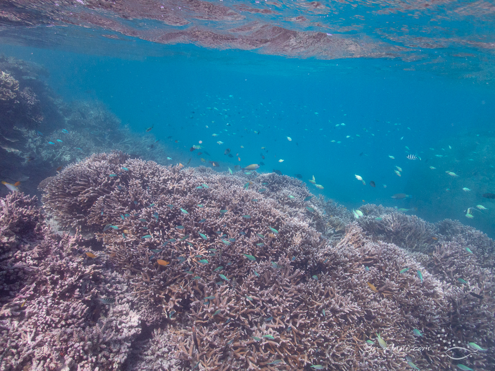 Acropora fields at Lady Musgrave